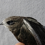 Common Swift